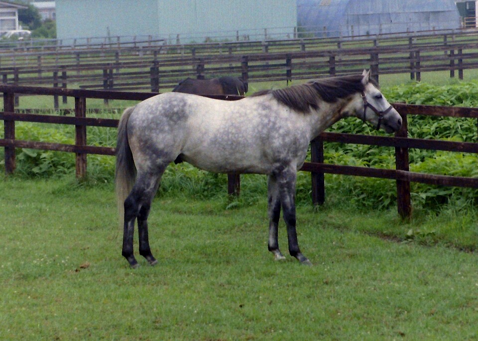 실제 말 '오구리 캡' (출처: 위키피디아)