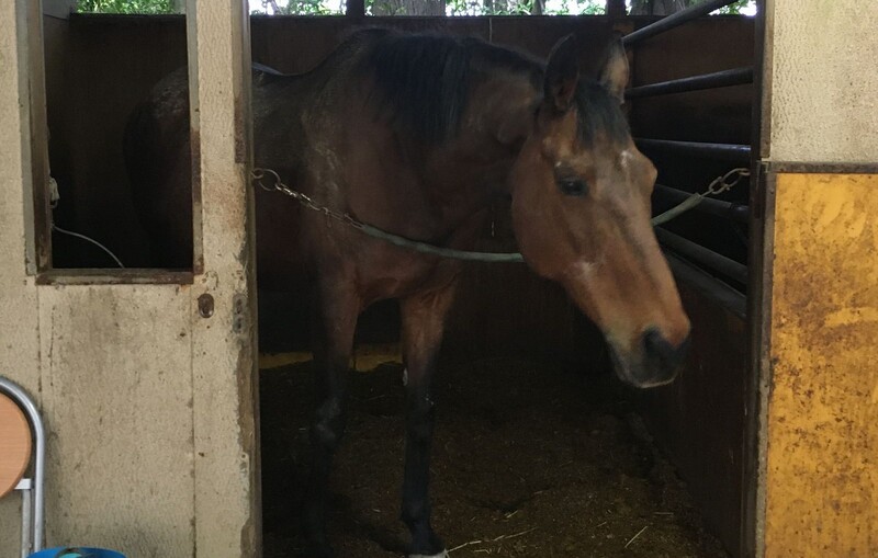 하루 우라라 원본마 생전 모습 (사진: 위키피디아)